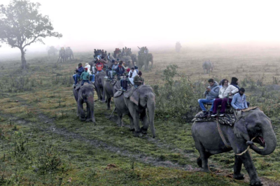 Assam’s Gentle Giants: Exploring Elephant Safaris in the Heart of Northeast India