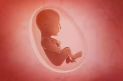 Breaking Development: Mini-organs From Cells of a Foetus