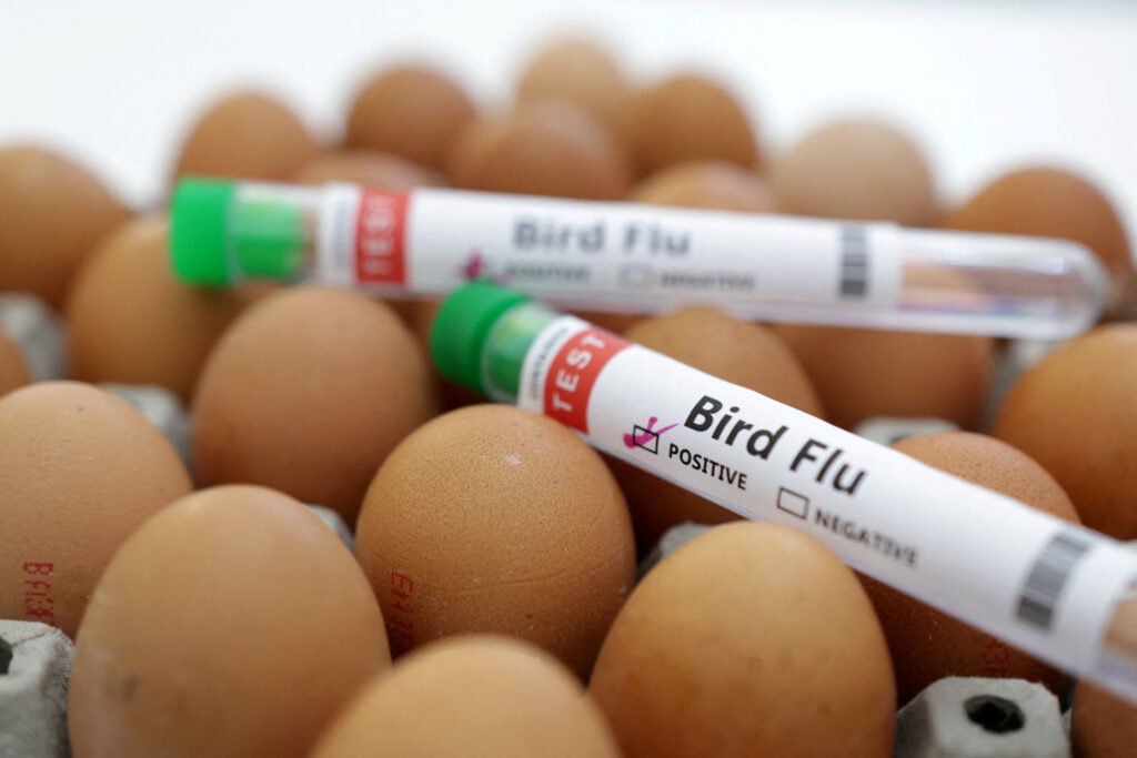what is brid flu. is bird flu worse than covid 19