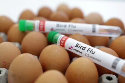 Experts Warn of a Bird Flu Pandemic Potentially ‘100 Times Worse Than Covid’