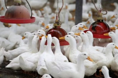 H5N1 Bird Flu Detected in Raw Milk: New Concerns Arise Over Virus Spread in Mammals