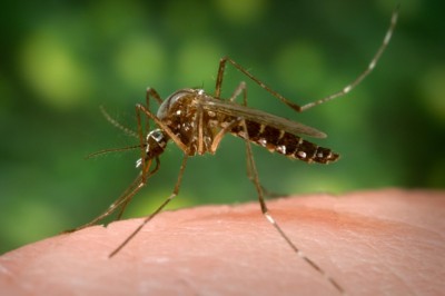 6 Surprising Reasons Mosquitoes Prefer Certain People Over Others