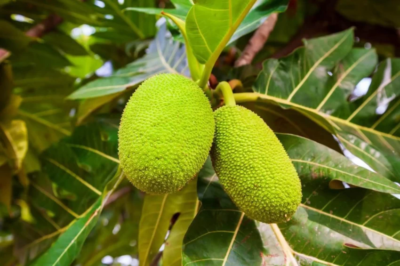 Breadfruit: What Nutrition Professionals Say About Its Health Effects and More