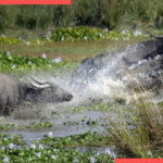 Assam Farmer Killed in Buffalo Attack Near Pobitora Wildlife Sanctuary