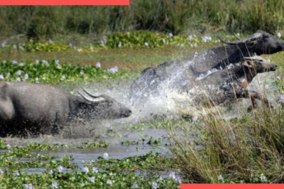 Assam Farmer Killed in Buffalo Attack Near Pobitora Wildlife Sanctuary