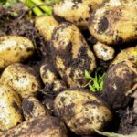 International Day of Potato 2025: Celebrating a Global Staple