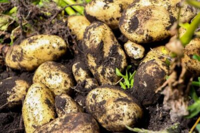 International Day of Potato 2025: Celebrating a Global Staple