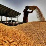India's Wheat Procurement Surpasses Expectations