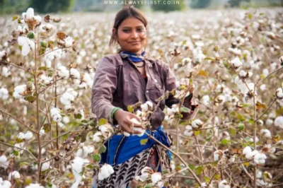 India Shields Textile Sector: Cotton Import Duty Waiver Extended Amid Global Trade Shifts