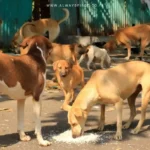Supreme Court building with stray dogs in foreground, symbolizing Delhi’s stray removal order.