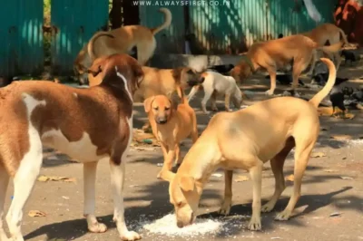 SC Orders All Stray Dogs Off Delhi Streets — Here’s Why