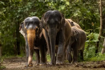 Animal Welfare or Violation? Vantara Welcomes SIT Scrutiny on Elephant Transfers