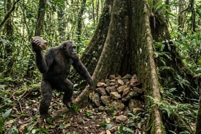 The Mystery of the Stone-Throwing Chimpanzees: A Decade of Ritualized Behavior Uncovered